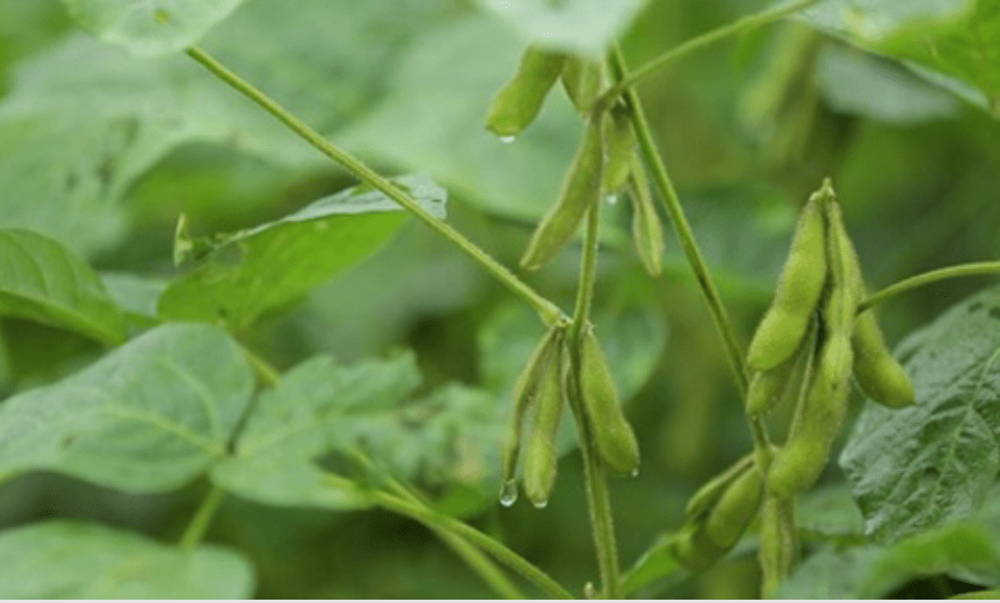 Việt Nam trồng đậu nành xuất khẩu sang châu Âu, Mỹ.