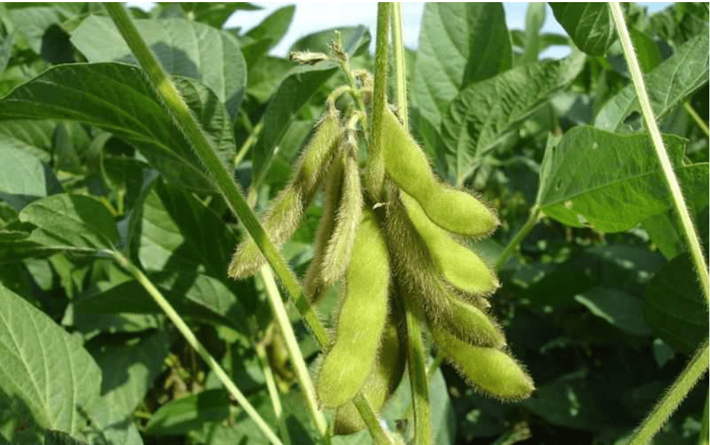 Lịch Sử Phát Triển Cây Đậu Nành Tại Việt Nam.